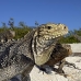 iguana_cuban_jar_v_2122_cub5237.jpg